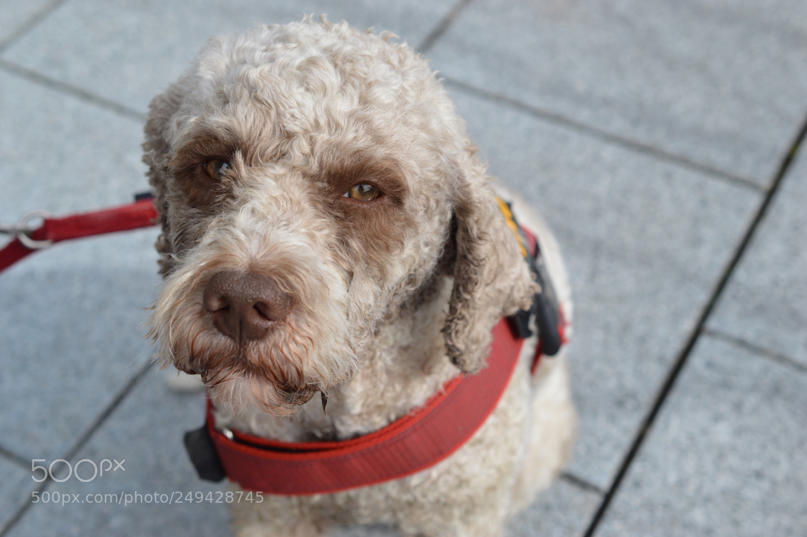 Nikon D3200 sample photo. Tired dog photography