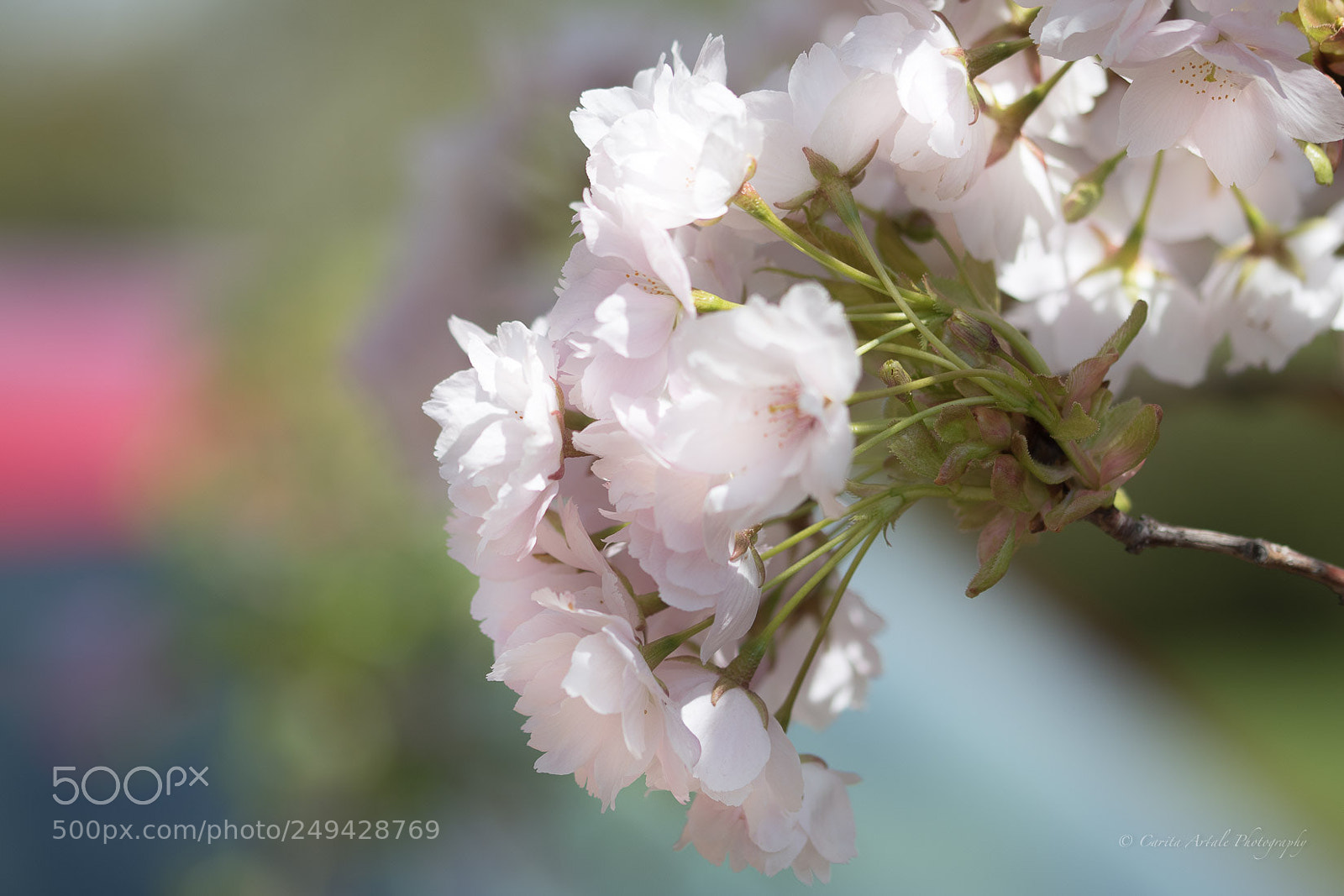 Nikon D500 sample photo. A perfect time photography