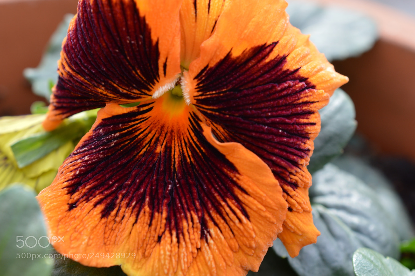 Nikon D3200 sample photo. Spring is about to photography