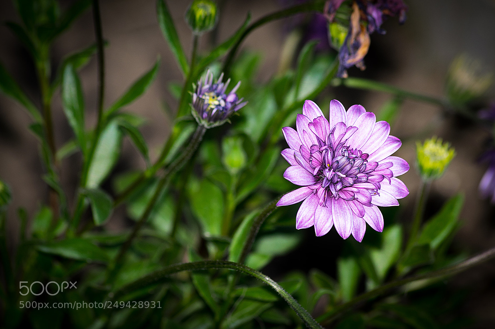 Nikon D5300 sample photo. La reina de mi photography
