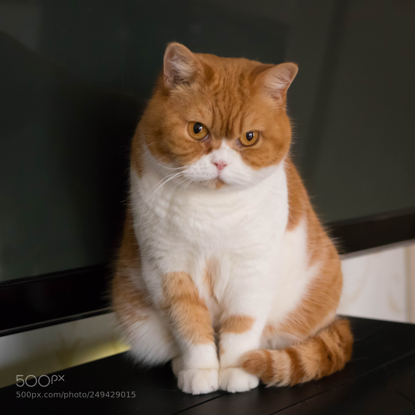 Canon EOS 77D (EOS 9000D / EOS 770D) sample photo. Dolly photography