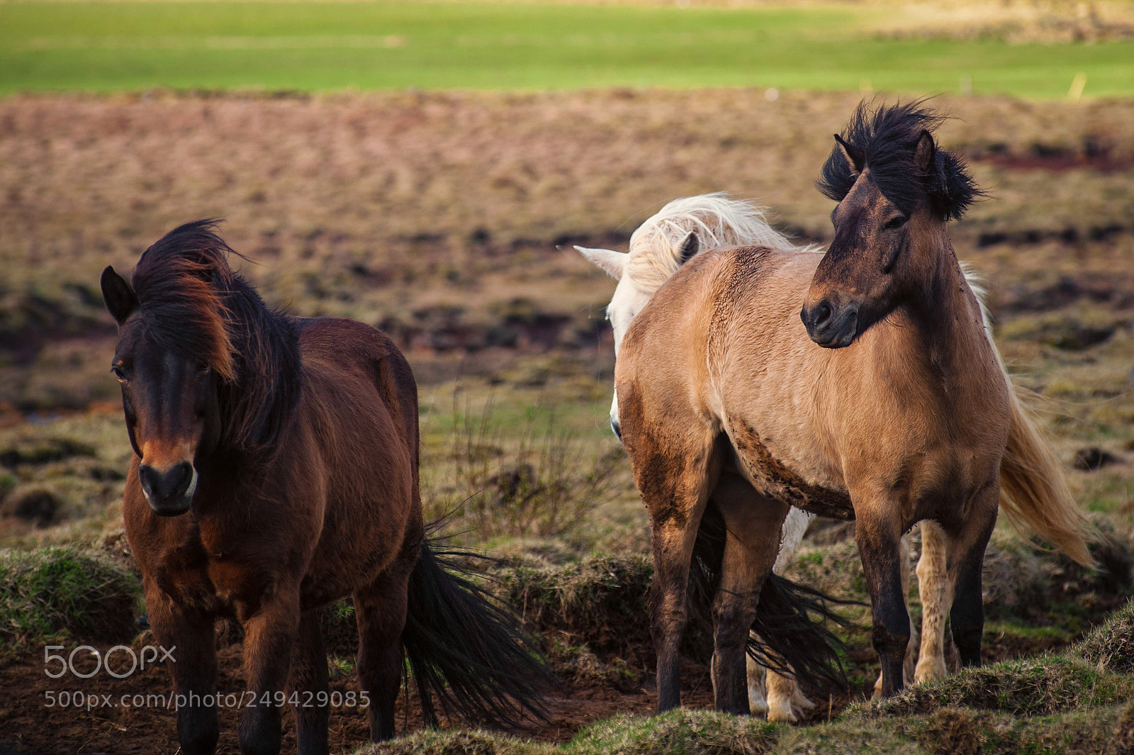 Nikon D700 sample photo. Tuff ponies photography