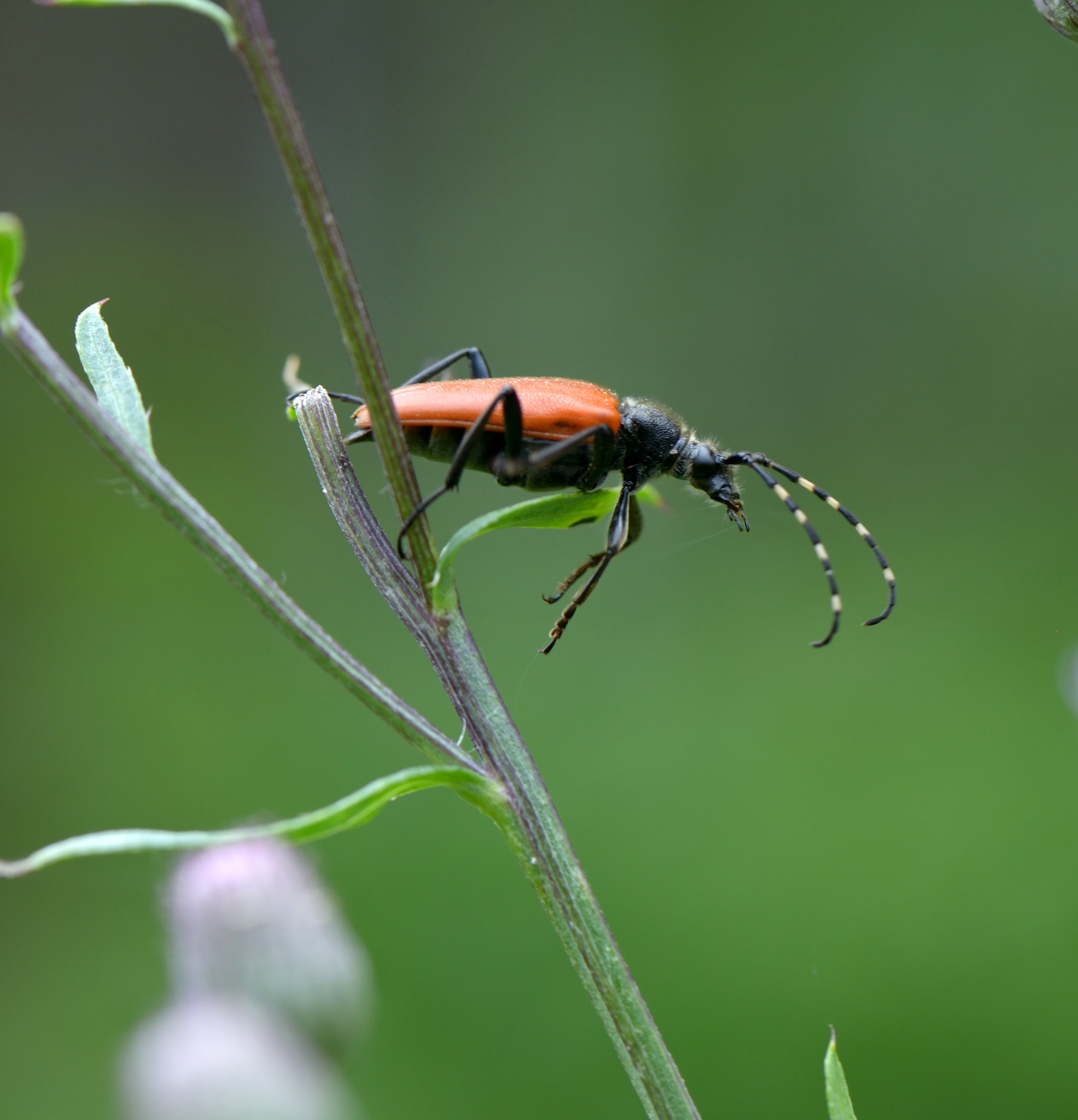 Nikon AF-S Micro-Nikkor 105mm F2.8G IF-ED VR sample photo. Stictoleptura variicornis. photography
