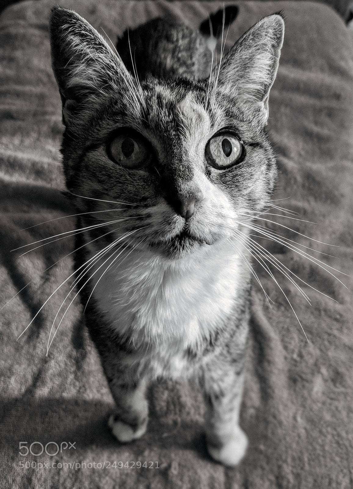 Google Pixel 2 sample photo. Luna photography