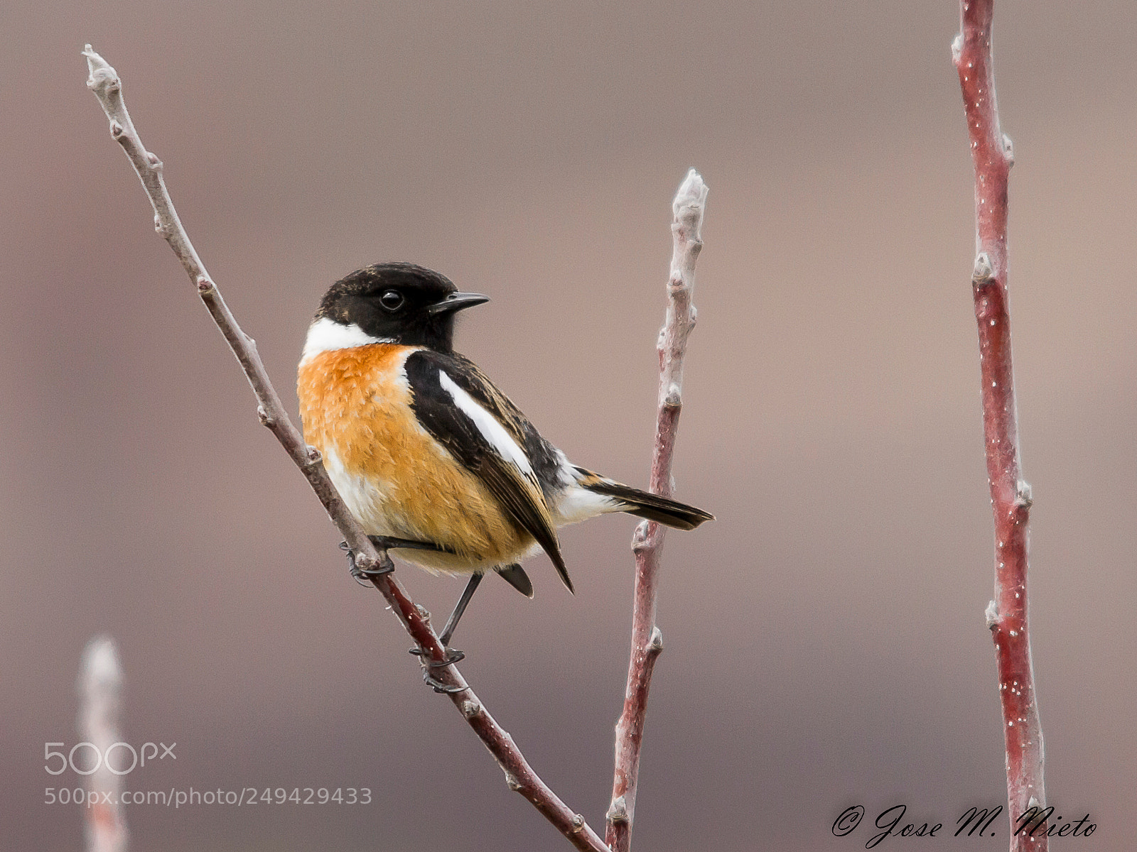 Canon EOS 7D sample photo. Tarabilla europea photography