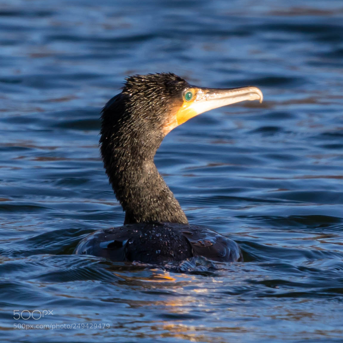 Canon EOS 77D (EOS 9000D / EOS 770D) sample photo. Cormorant photography