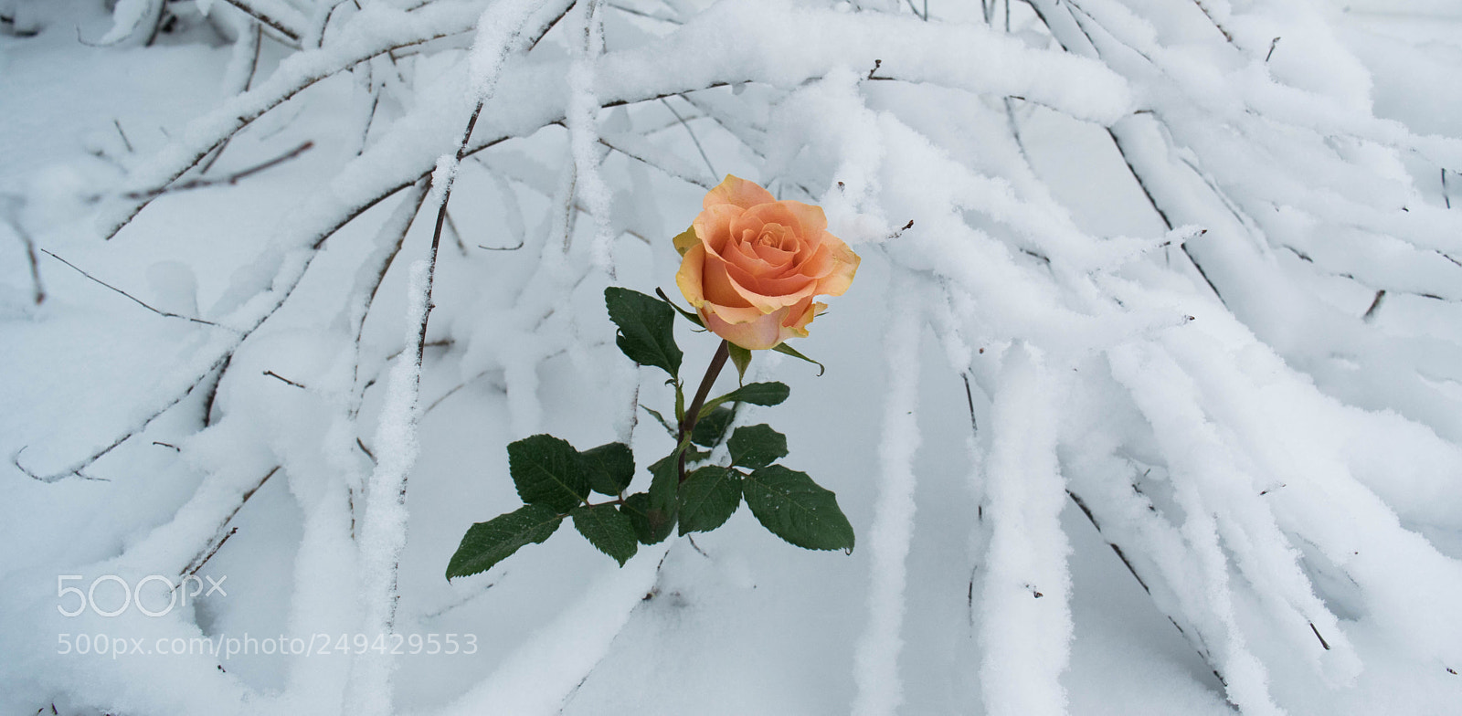 Nikon D3300 sample photo. The connection photography