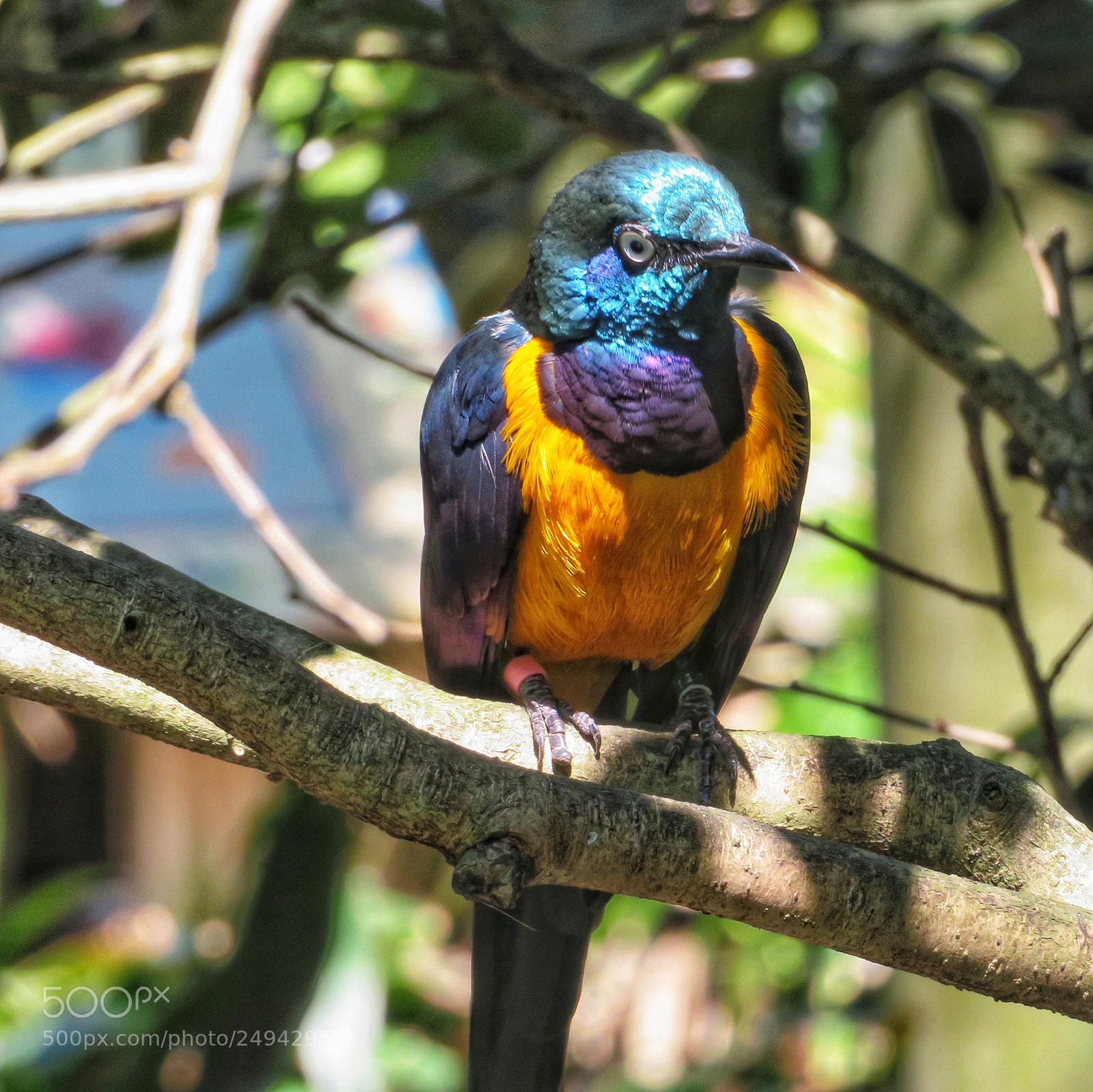 Canon PowerShot SX720 HS sample photo. Royal starling photography
