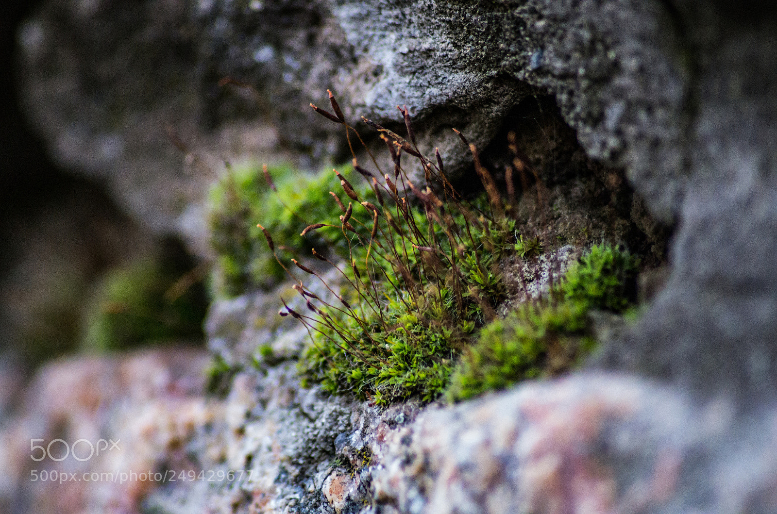 Pentax K-30 sample photo. Moss on rock photography