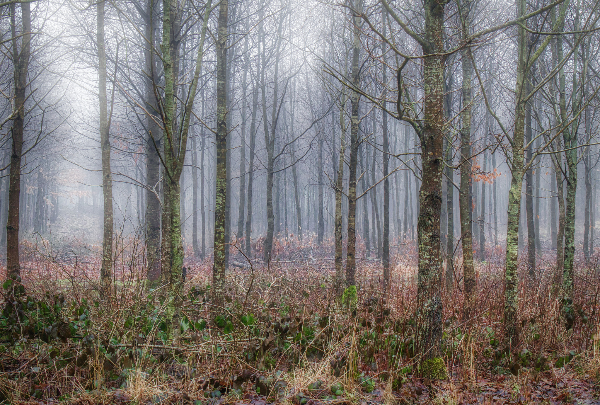 Canon EF 24-70mm F4L IS USM sample photo. Forest dream photography