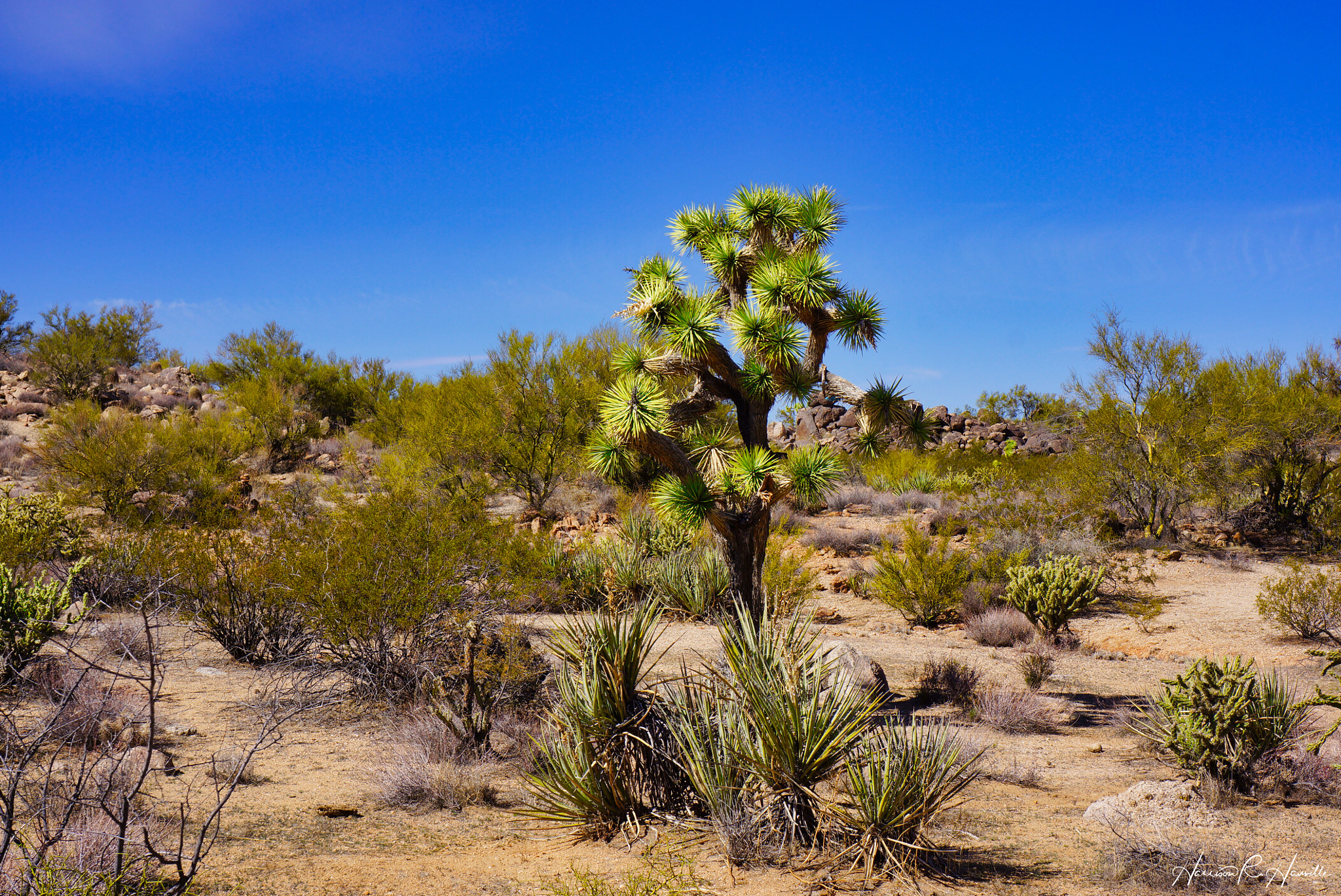 Hasselblad Lunar sample photo. Lone joshua tree photography