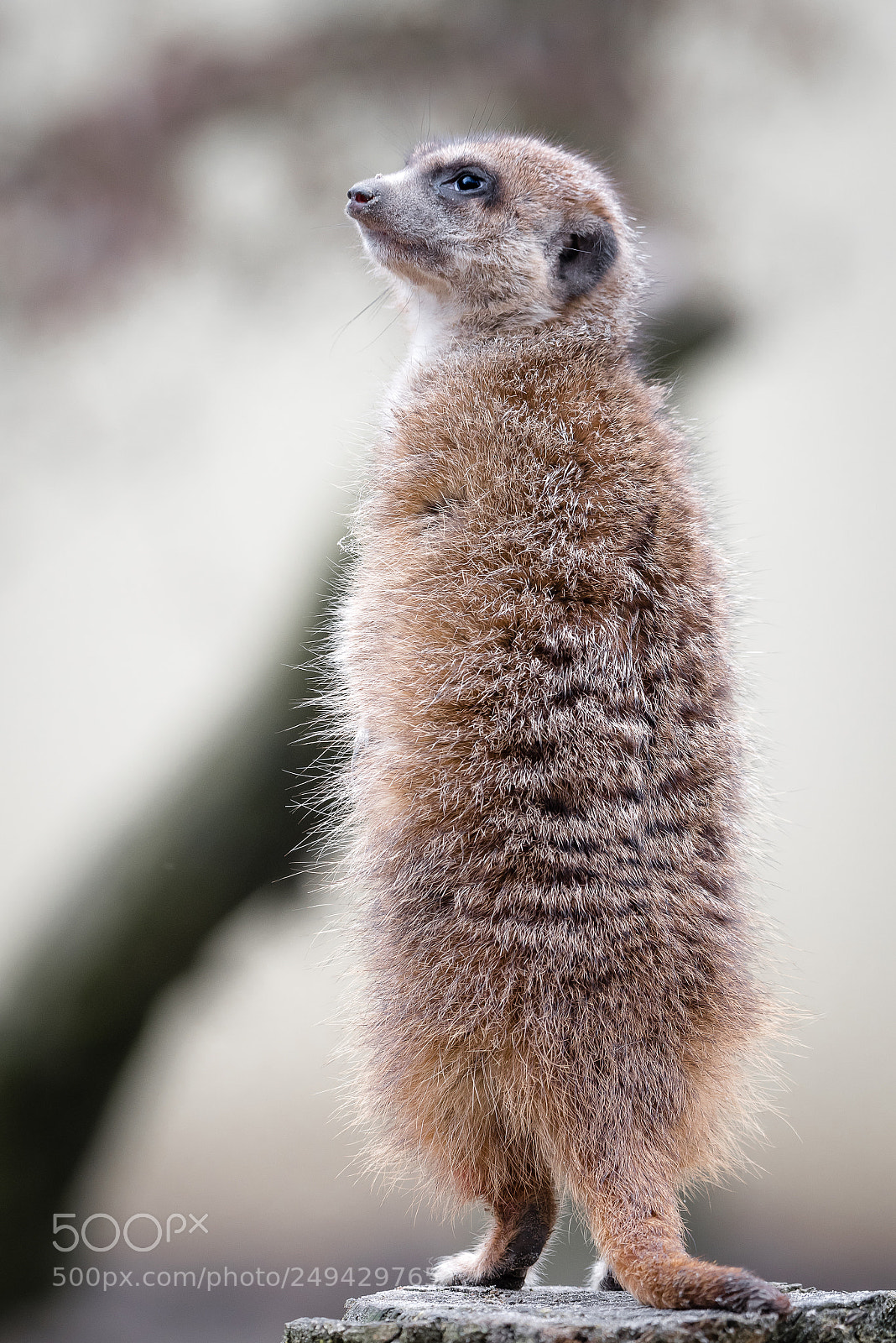 Nikon D810 sample photo. Meerkat photography