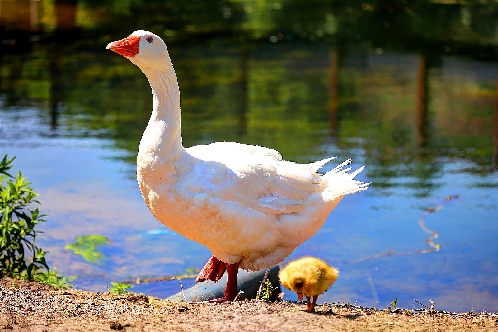 Canon EF 100-400mm F4.5-5.6L IS USM sample photo. Birds family photography