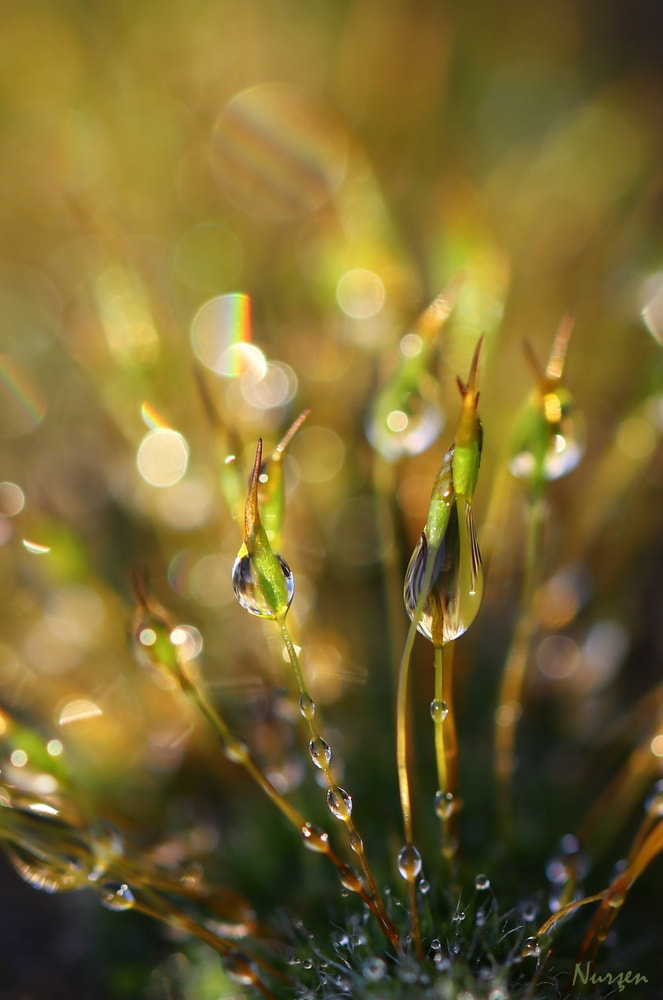 Canon EF 100mm F2.8L Macro IS USM sample photo. Drops photography