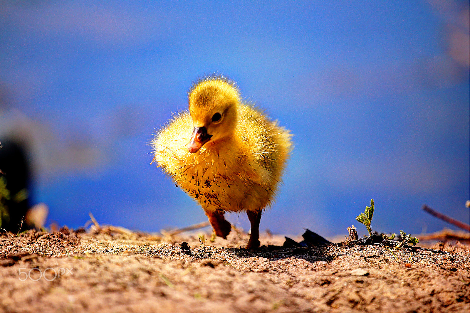 Canon EOS 6D + Canon EF 100-400mm F4.5-5.6L IS USM sample photo. Birds family photography