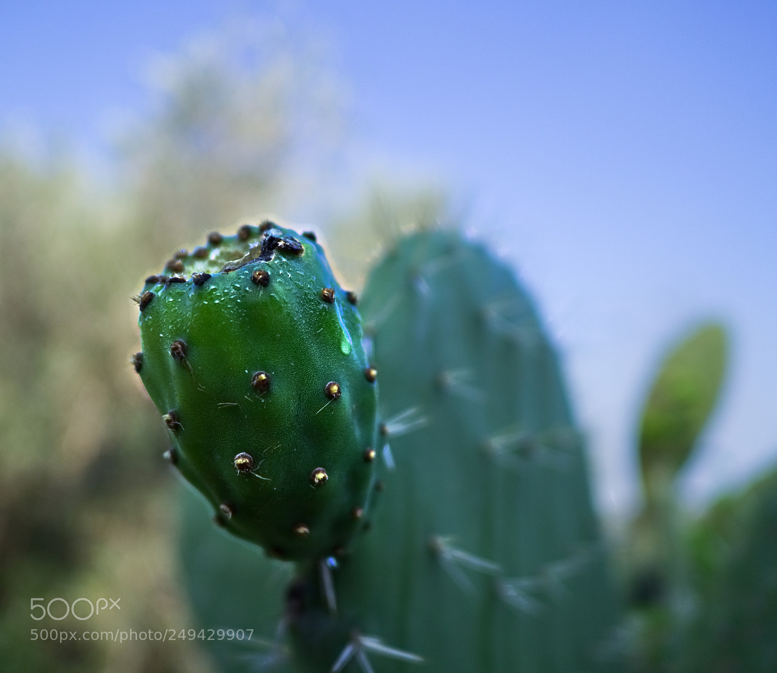 Olympus OM-D E-M10 II sample photo. Sweating cactus photography