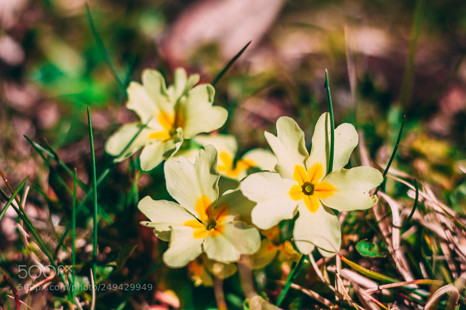 Canon EOS 7D sample photo. Joy photography