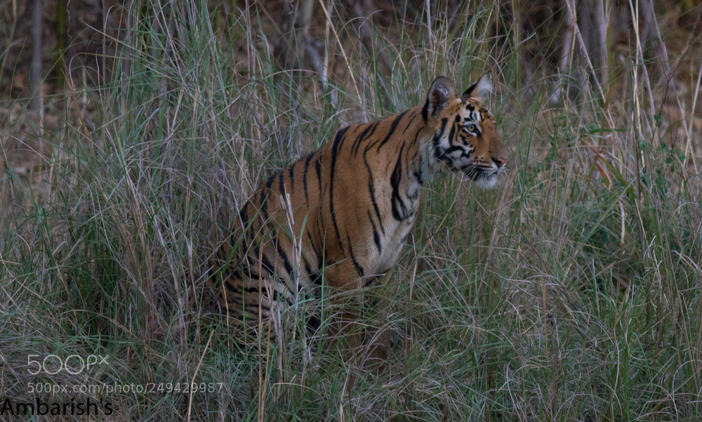Canon EOS 7D sample photo. Alertness photography