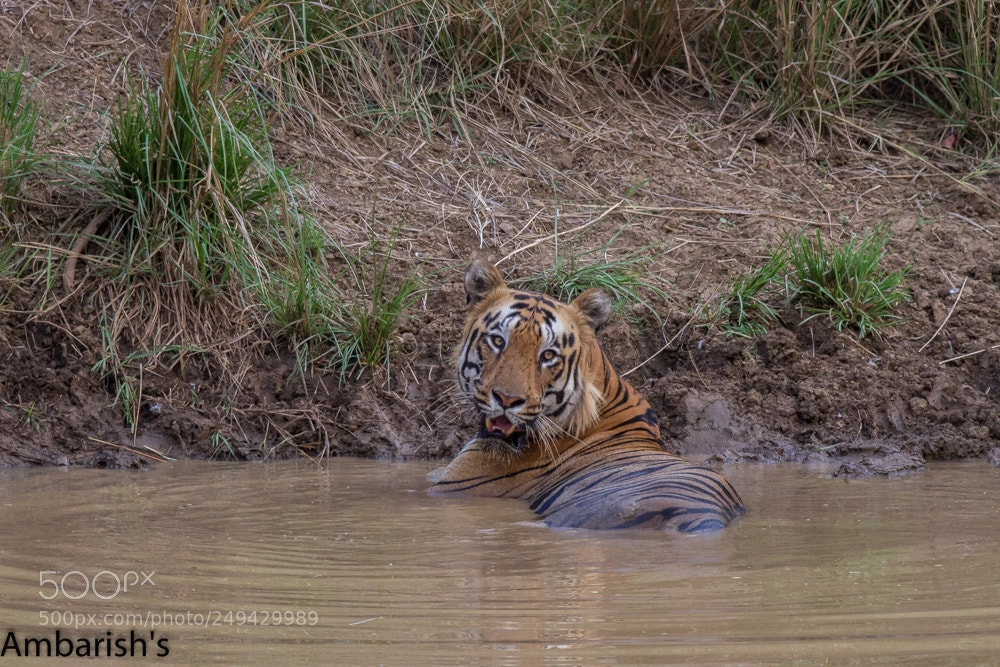 Canon EOS 7D sample photo. Bajrang's thanda thanda cool photography