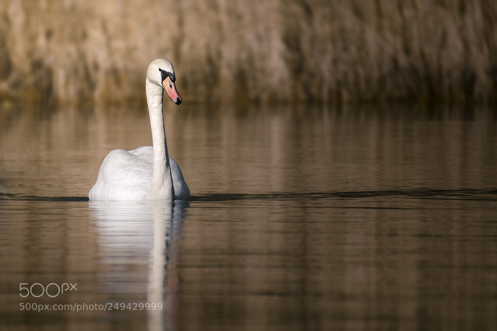 Canon EOS 77D (EOS 9000D / EOS 770D) sample photo. Swan photography