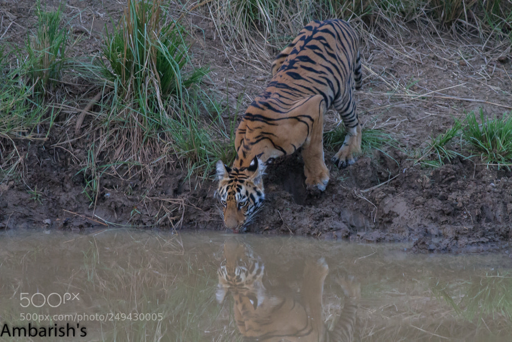 Canon EOS 7D sample photo. Sonam subadult near waterbody photography