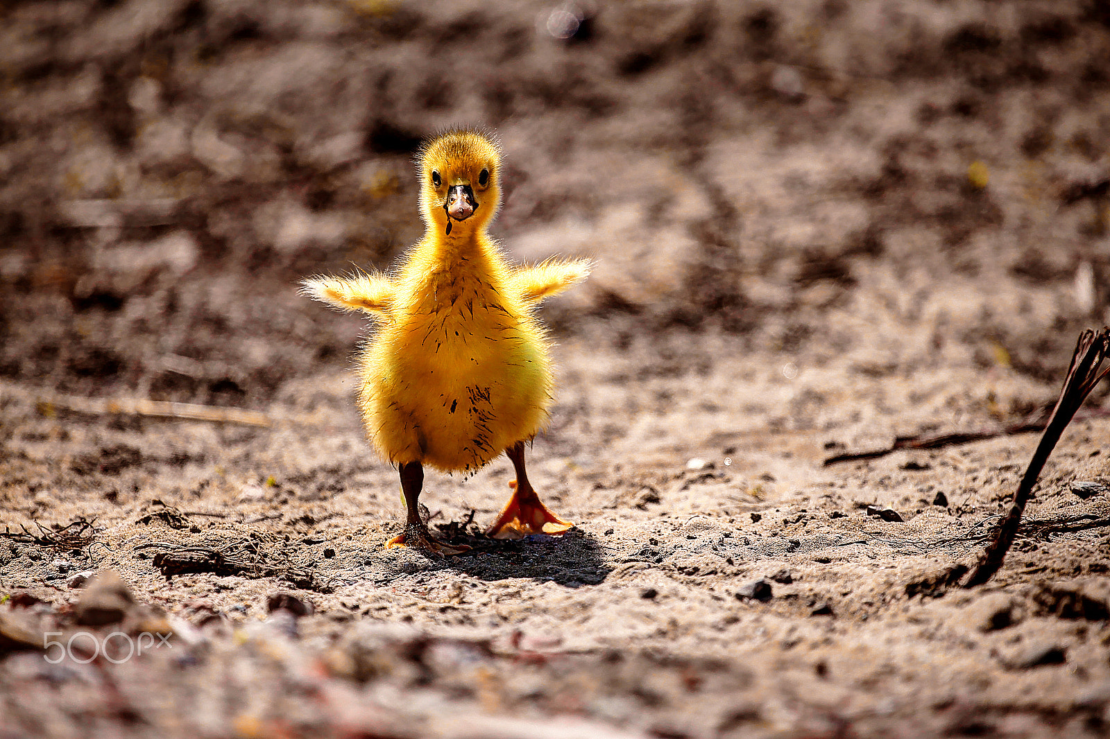 Canon EOS 6D + Canon EF 100-400mm F4.5-5.6L IS USM sample photo. Birds family photography