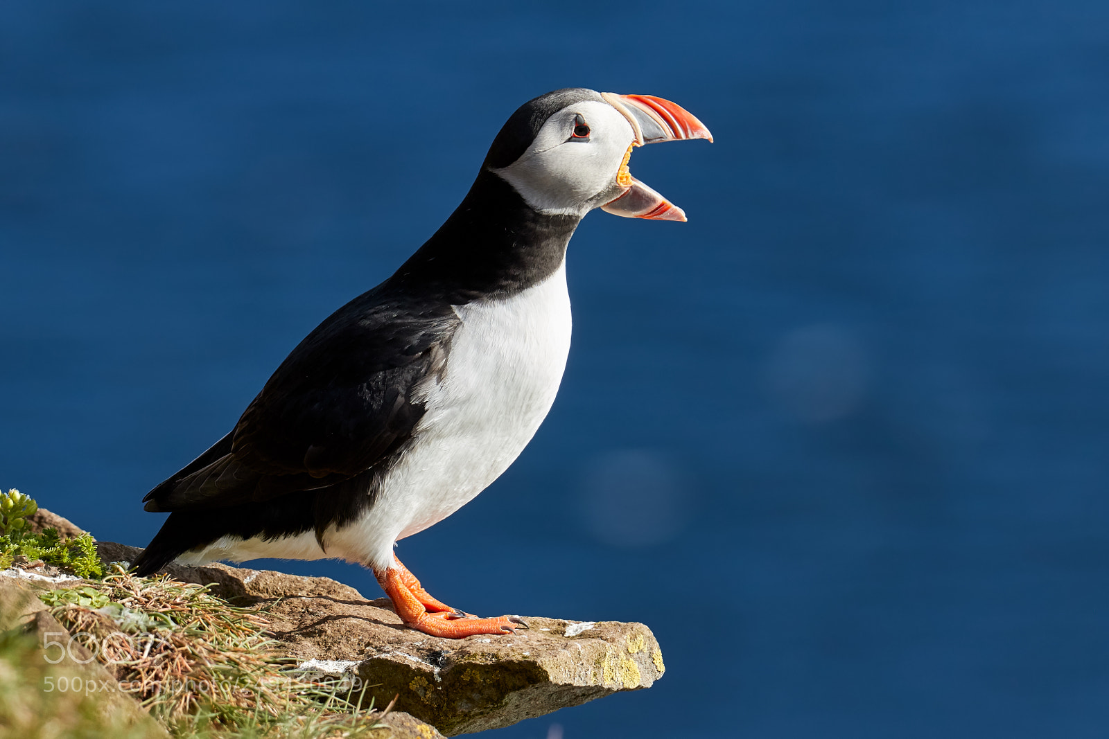 Canon EOS 7D Mark II sample photo. The puffin king photography