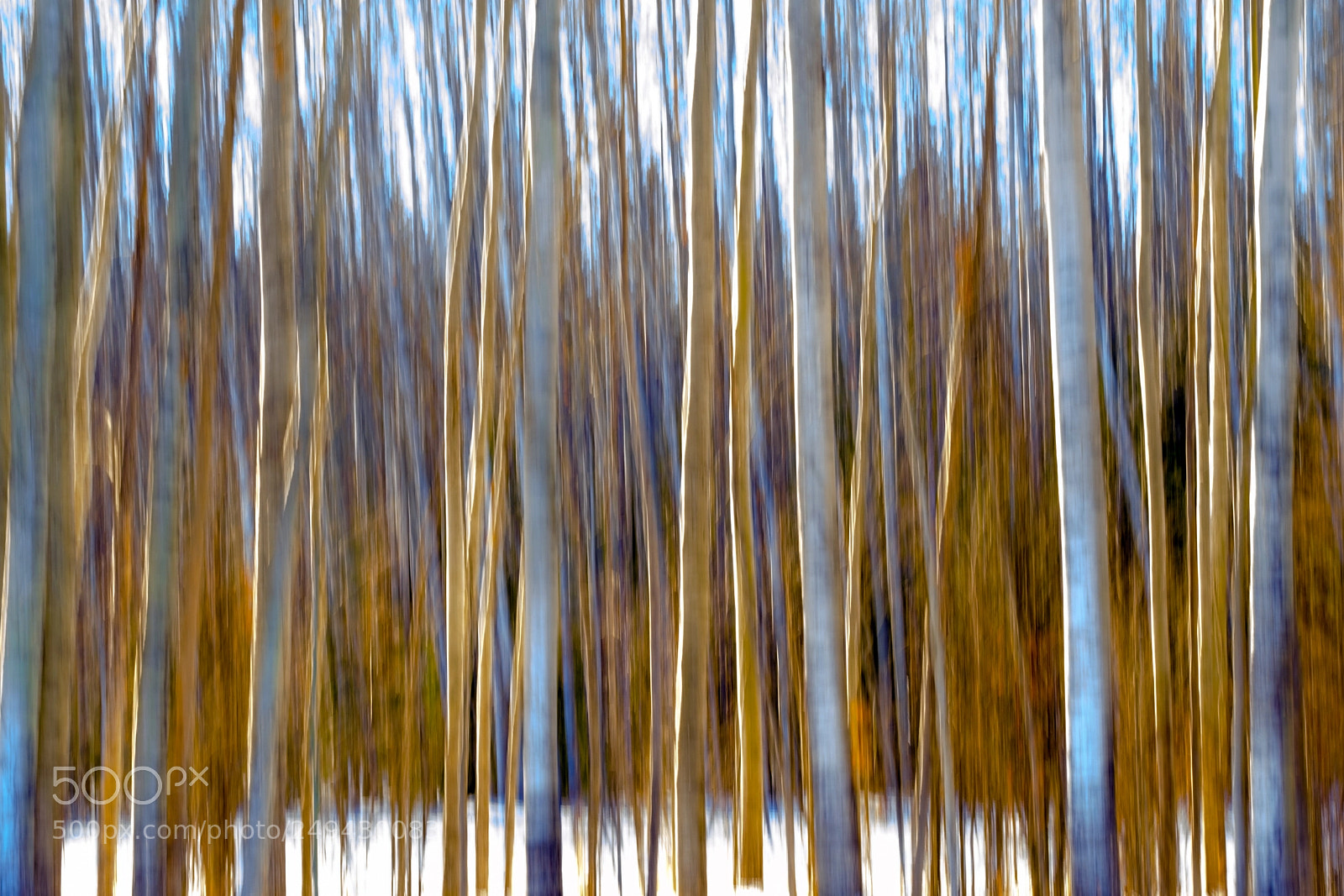 Fujifilm X-H1 sample photo. Aspen trees in northern photography