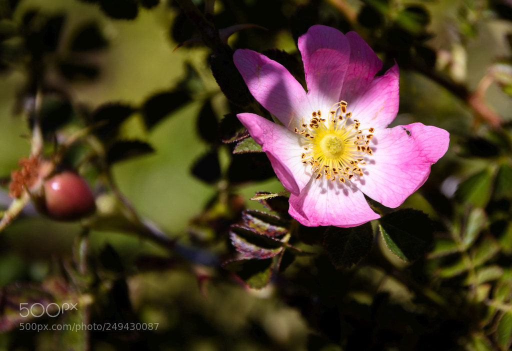 Nikon D5200 sample photo. Lanin photography