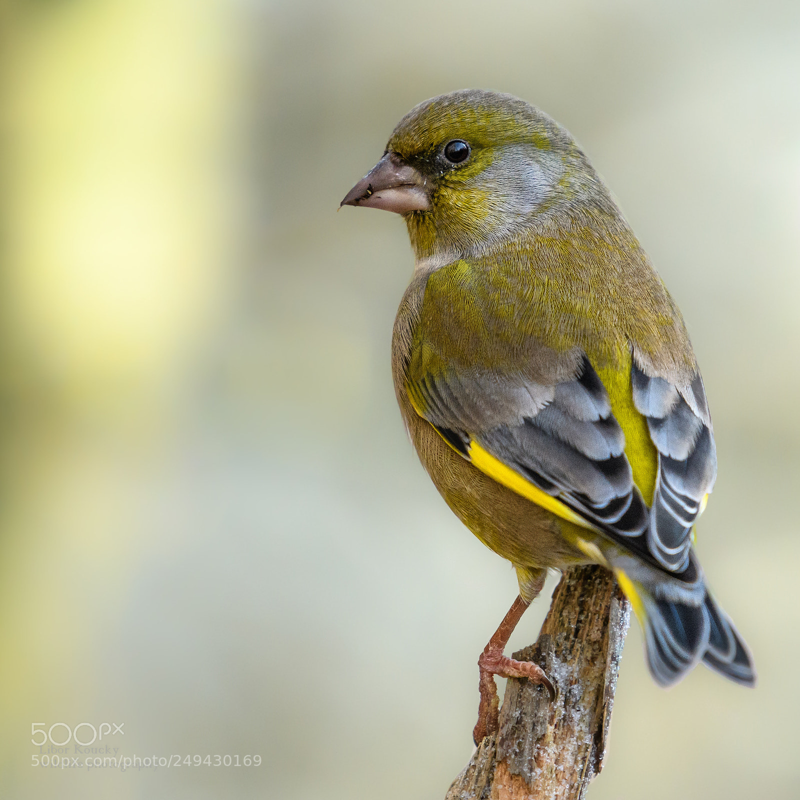 Nikon D500 sample photo. Greenfinch photography