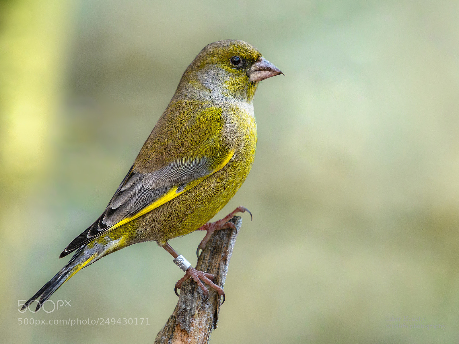 Nikon D500 sample photo. Greenfinch photography