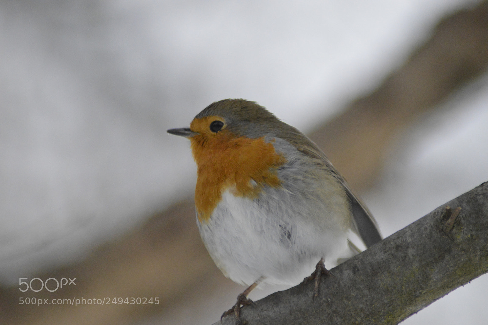 Nikon D3200 sample photo. Robin on a branch photography