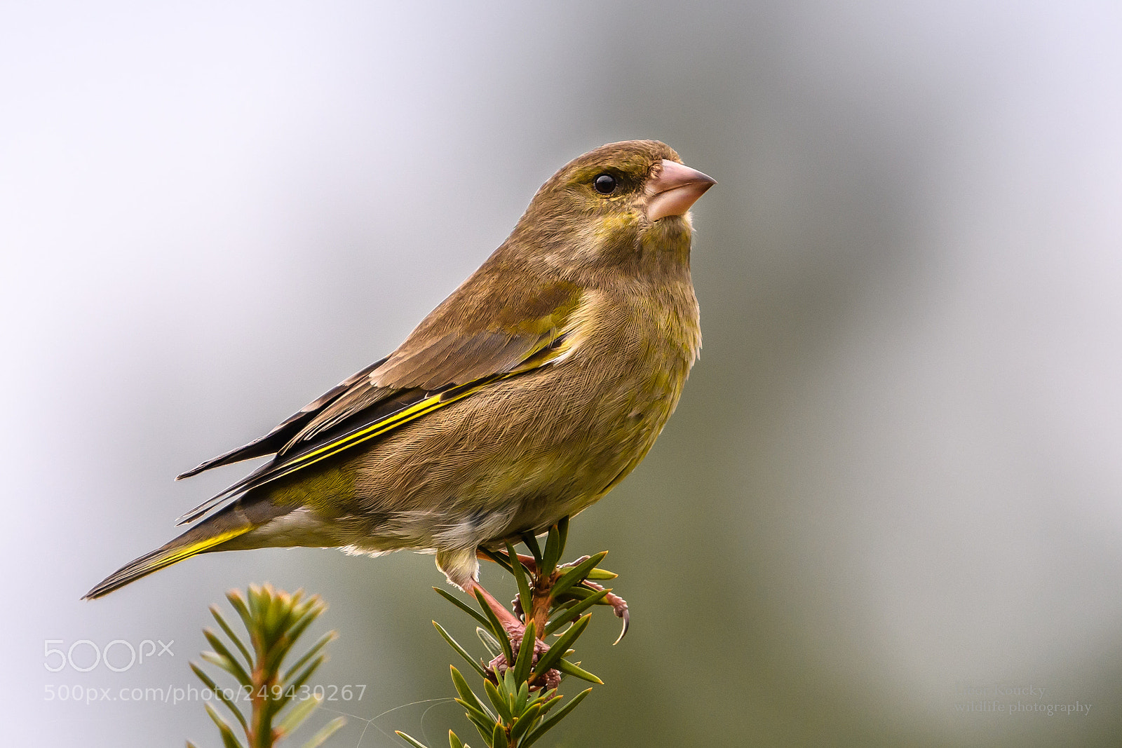 Nikon D500 sample photo. Greenfinch photography