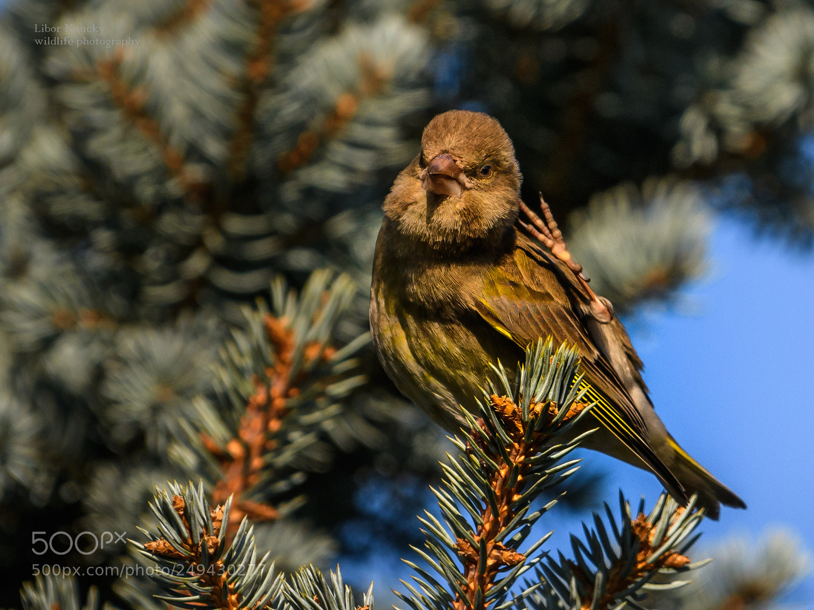 Nikon D500 sample photo. Greenfinch photography