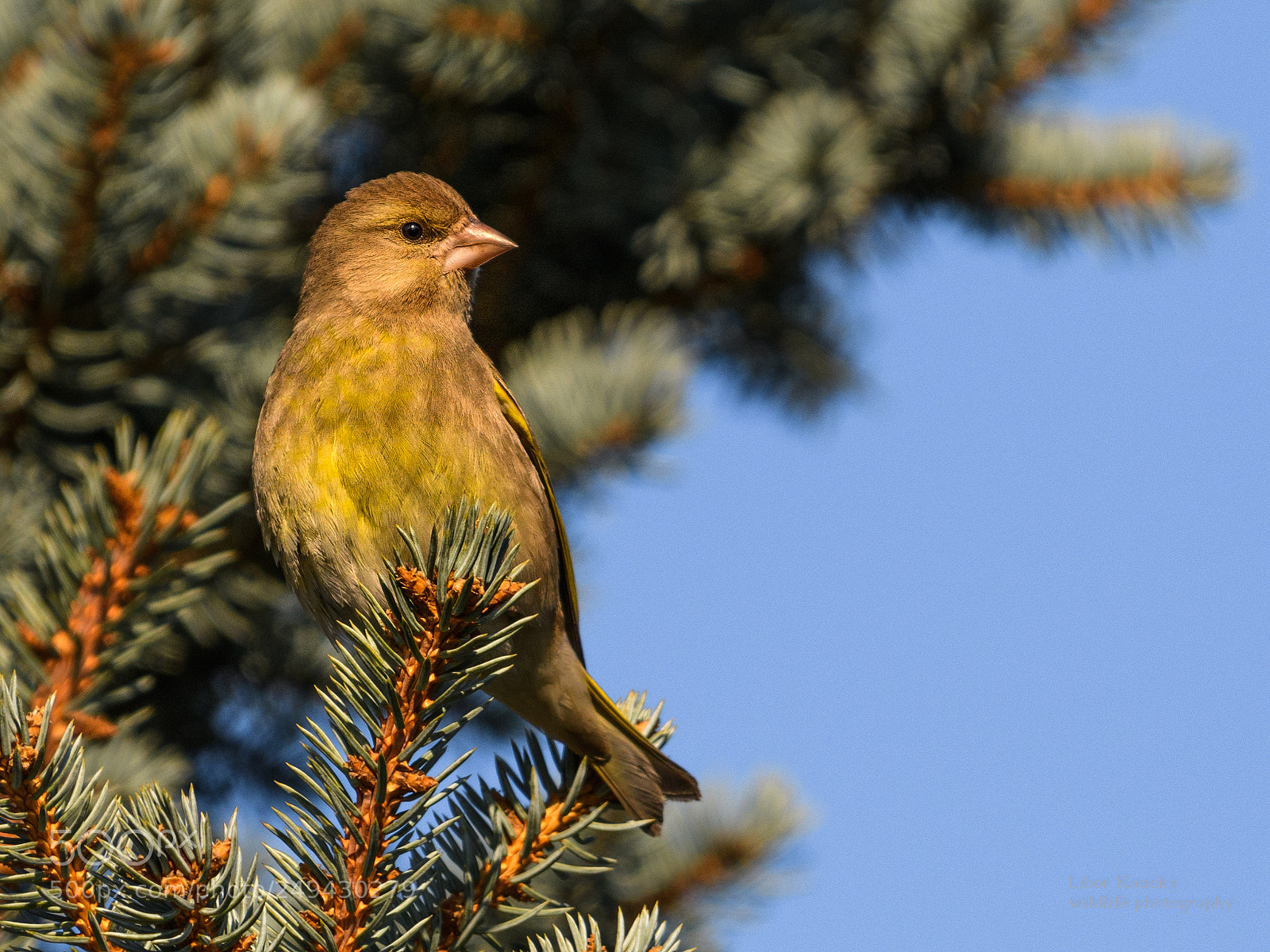 Nikon D500 sample photo. Greenfinch photography