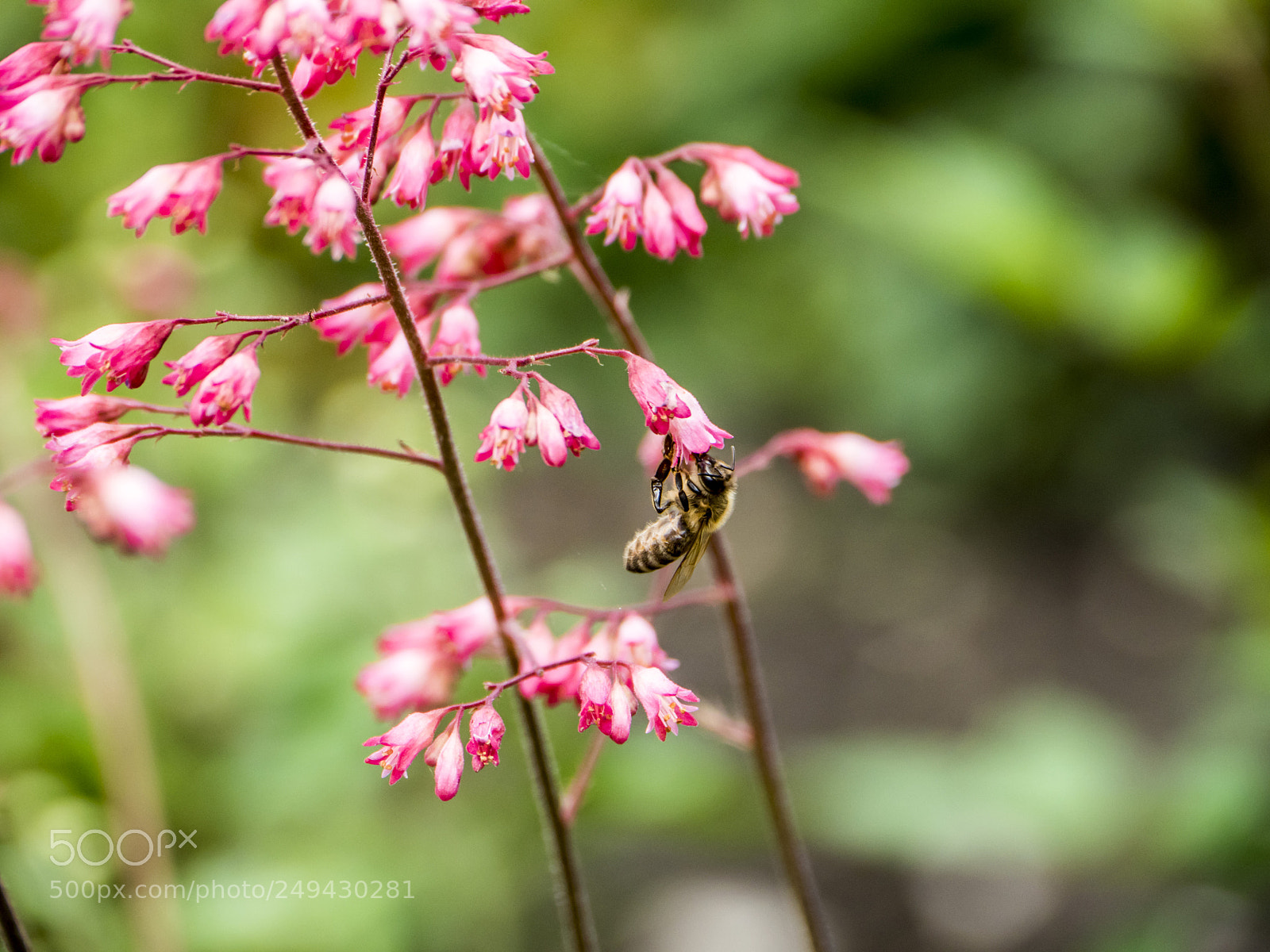 Panasonic Lumix DMC-GH4 sample photo. Flower with bee photography