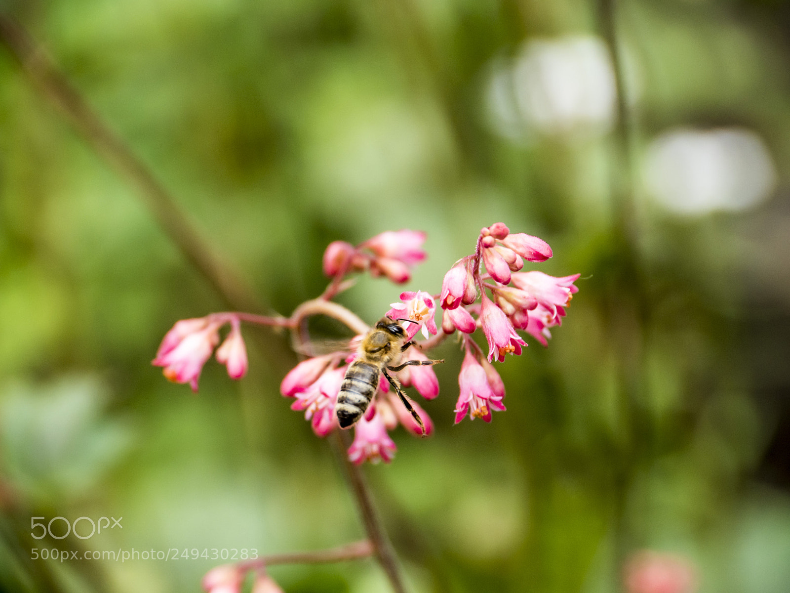 Panasonic Lumix DMC-GH4 sample photo. Flower with bee photography