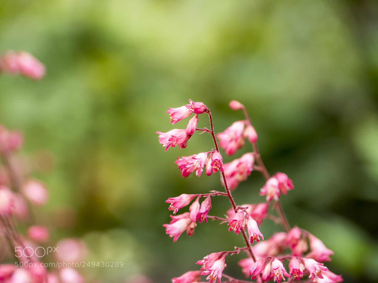 Panasonic Lumix DMC-GH4 sample photo. Flower with bee photography