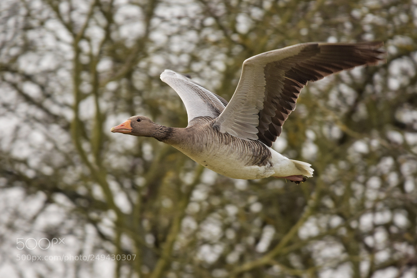 Nikon D7200 sample photo. 'grey goose anser anser photography