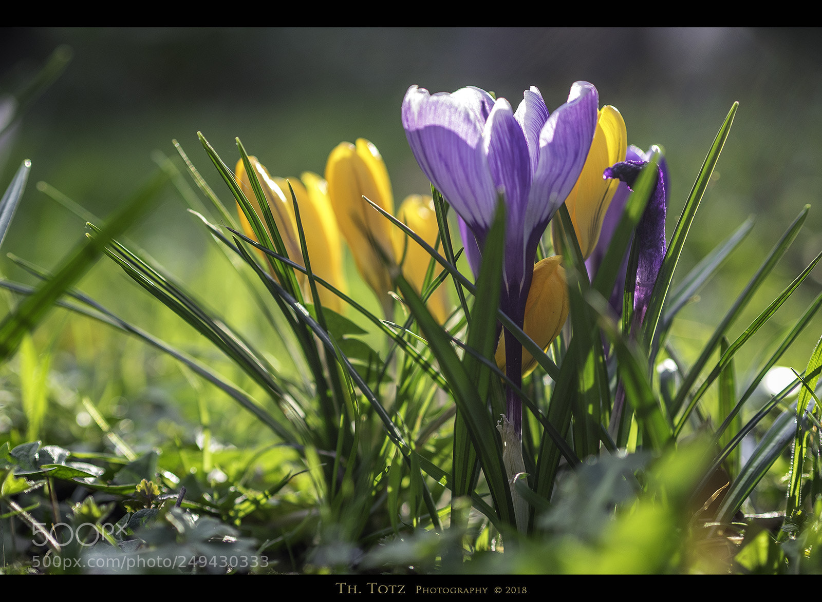 Olympus OM-D E-M1 sample photo. Crocuses in the grass photography