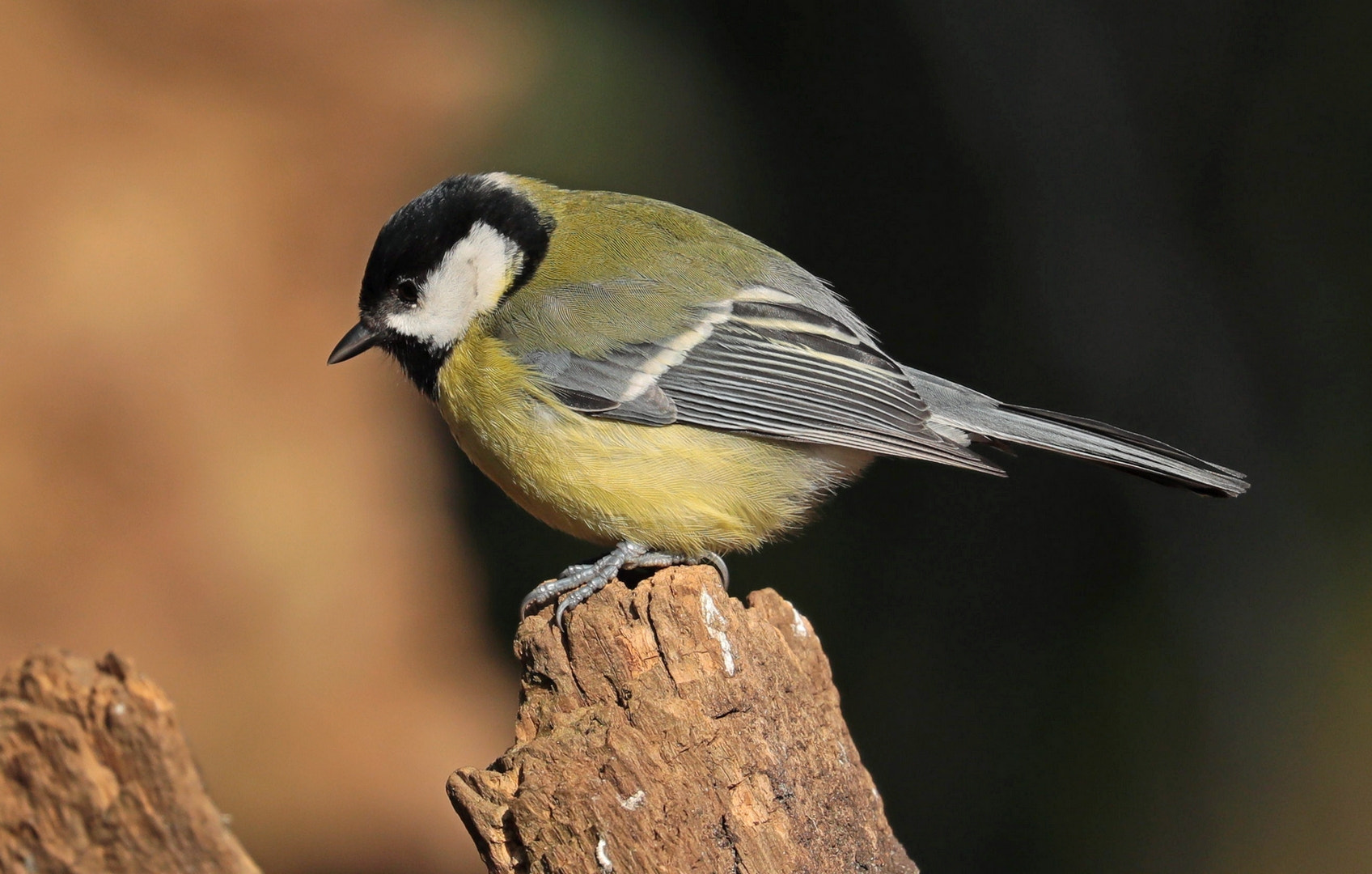 Canon EOS 5D Mark IV sample photo. The great tit photography