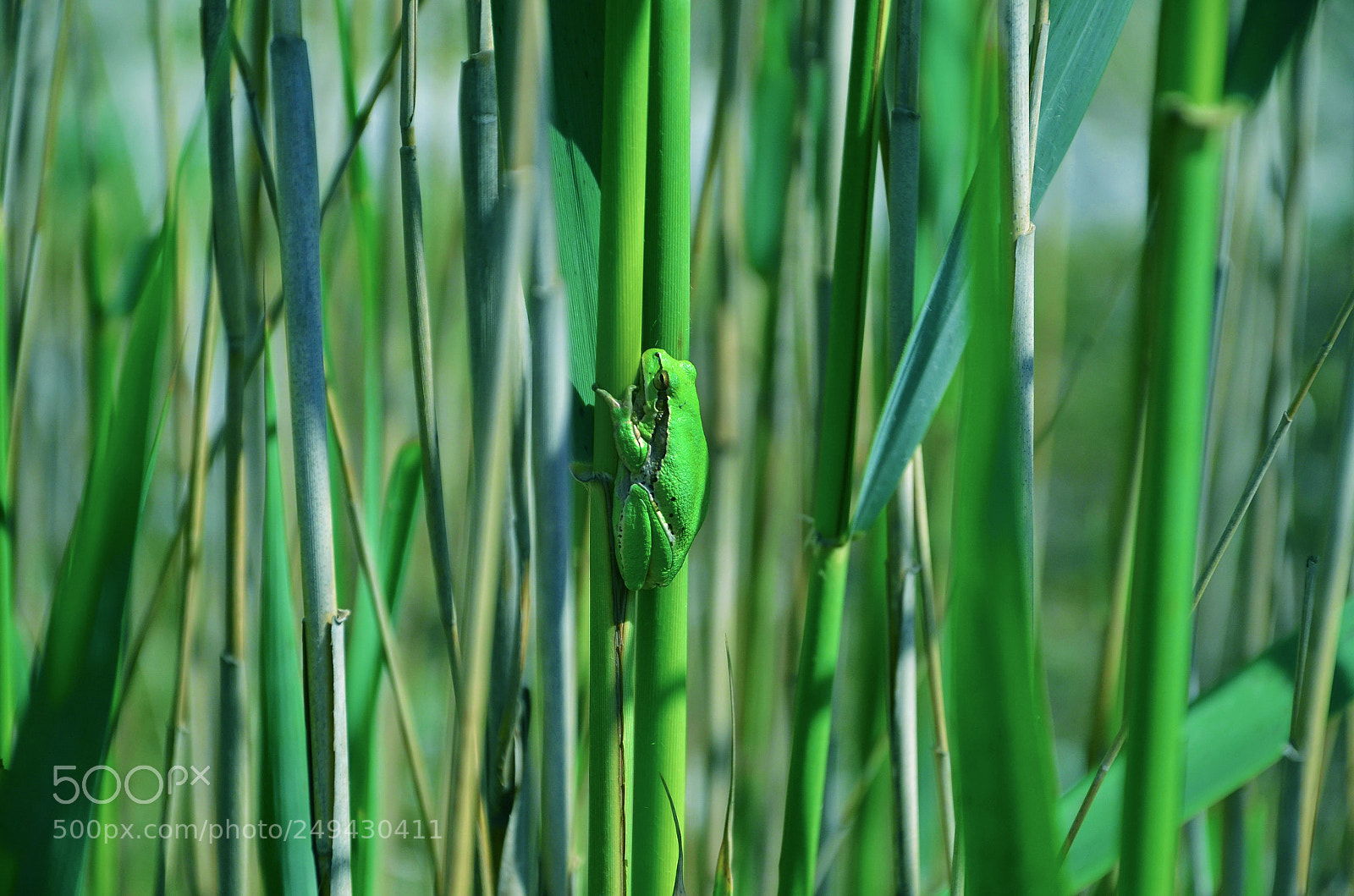 Nikon D7000 sample photo. Green in green photography