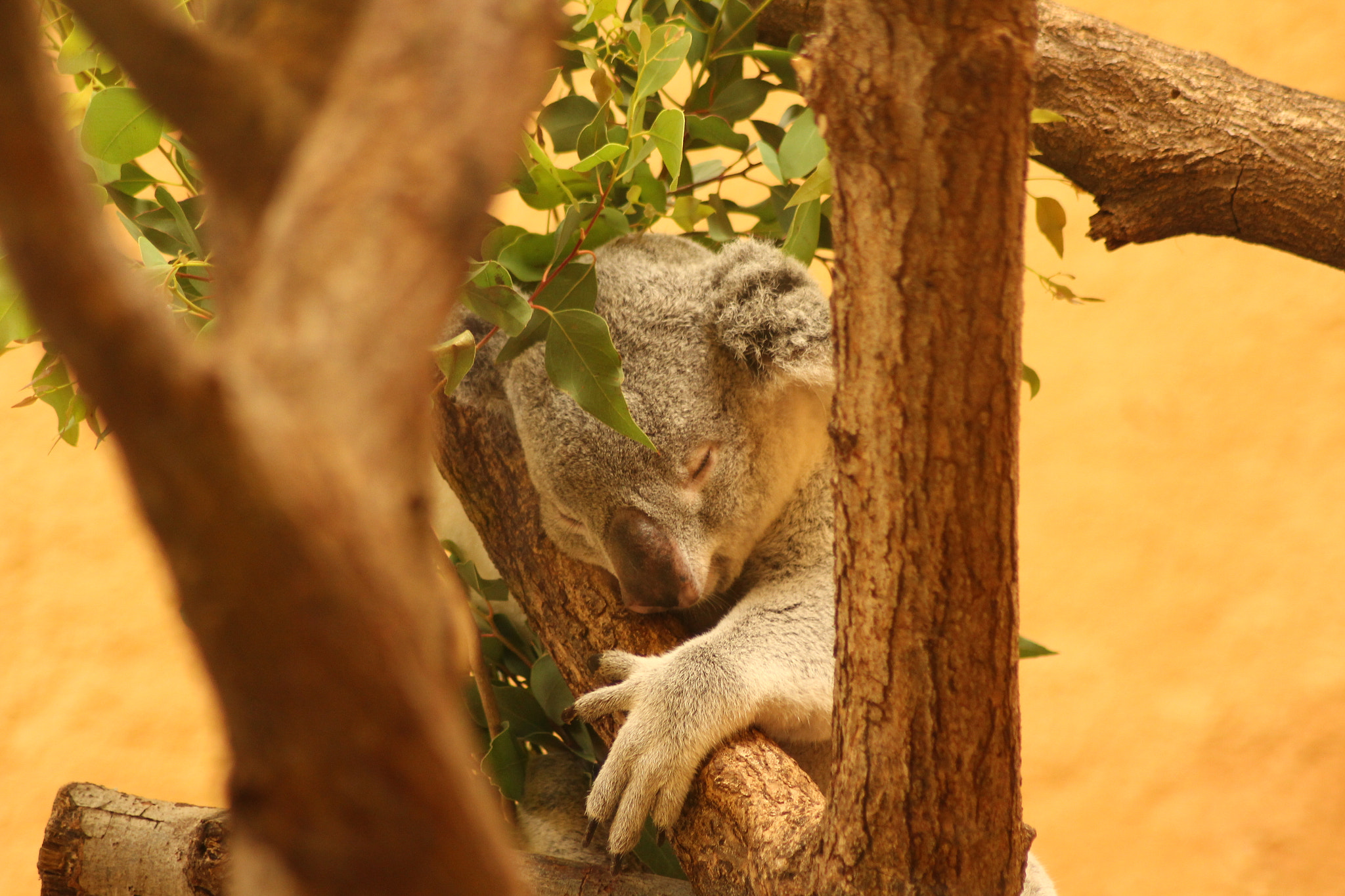 Canon EOS 1200D (EOS Rebel T5 / EOS Kiss X70 / EOS Hi) + Tamron AF 70-300mm F4-5.6 Di LD Macro sample photo. Sleeping koala bear photography