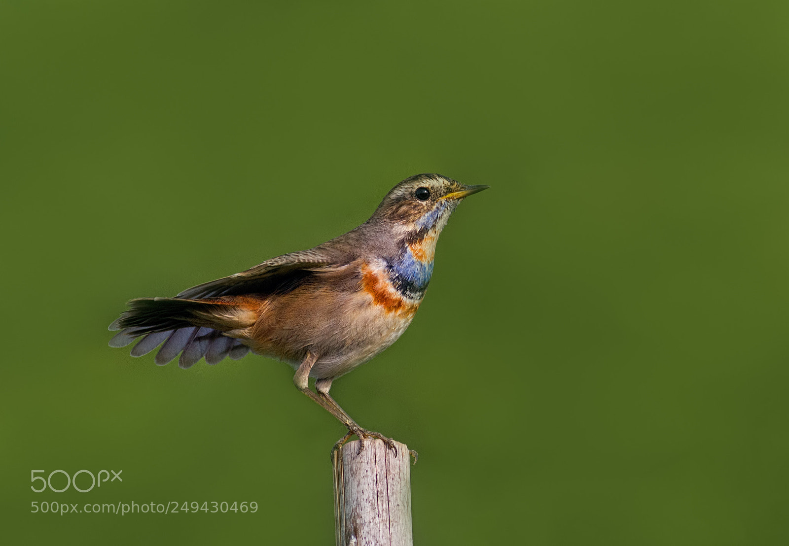 Canon EOS 7D sample photo. Blue throat.... photography