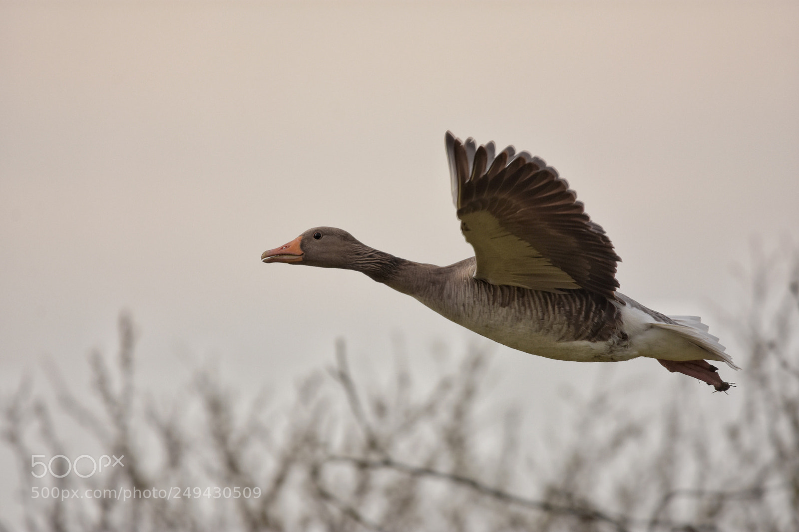 Nikon D7200 sample photo. 'grey goose anser anser photography