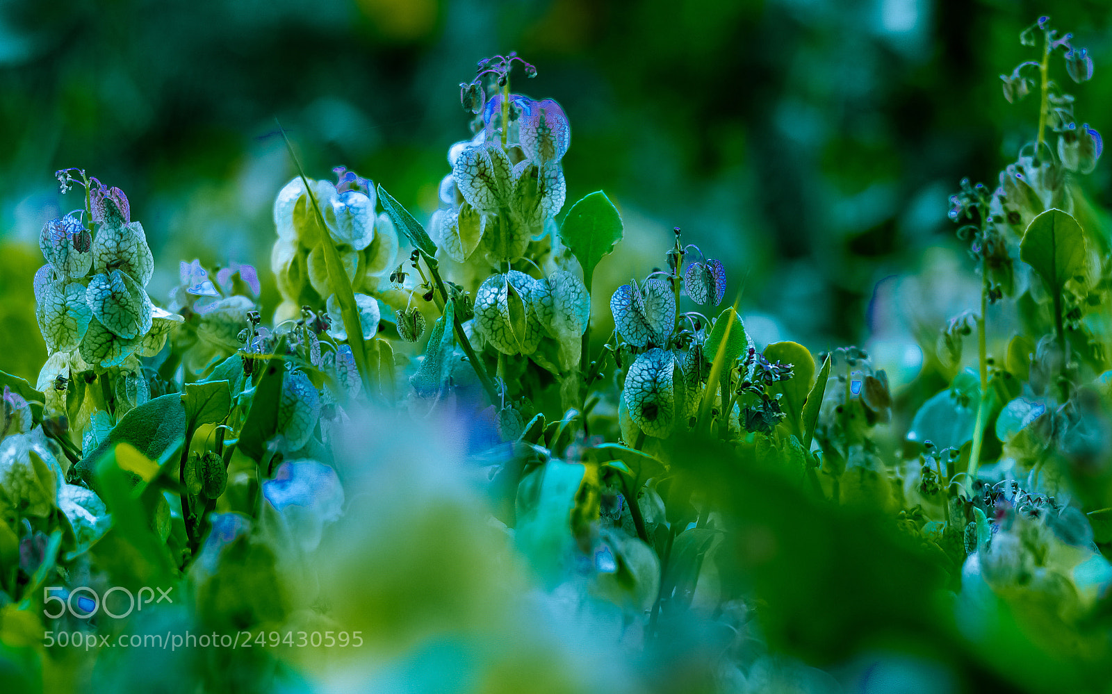 Canon EOS 80D sample photo. Flower photography
