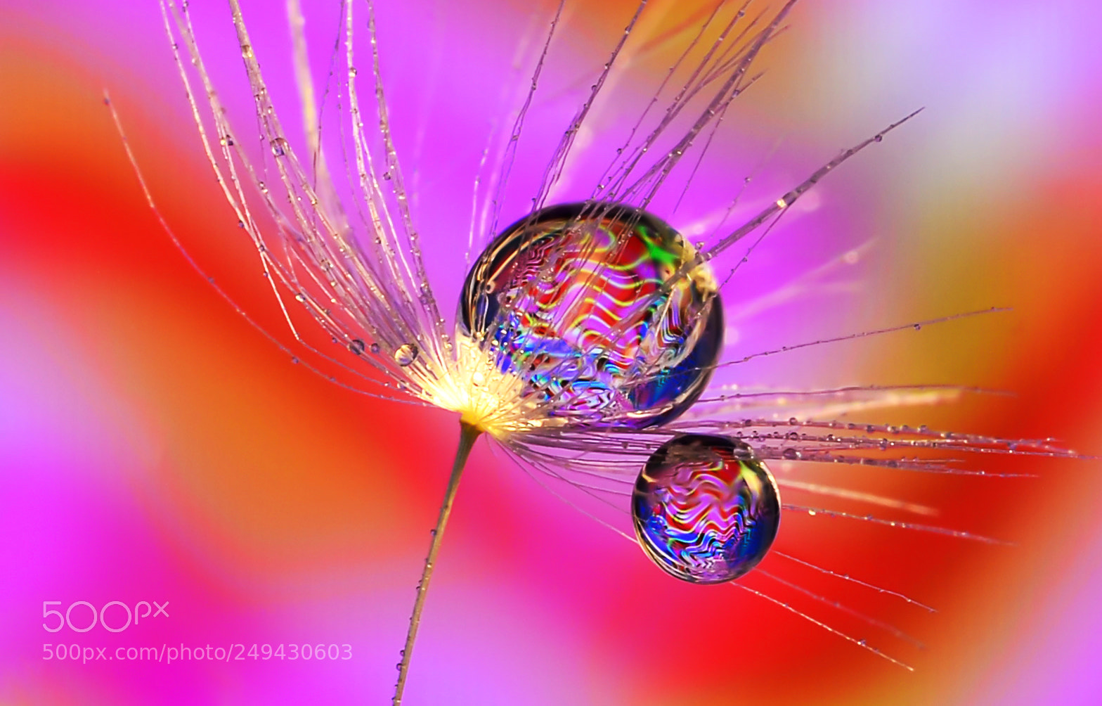 Nikon D7000 sample photo. Drops photography