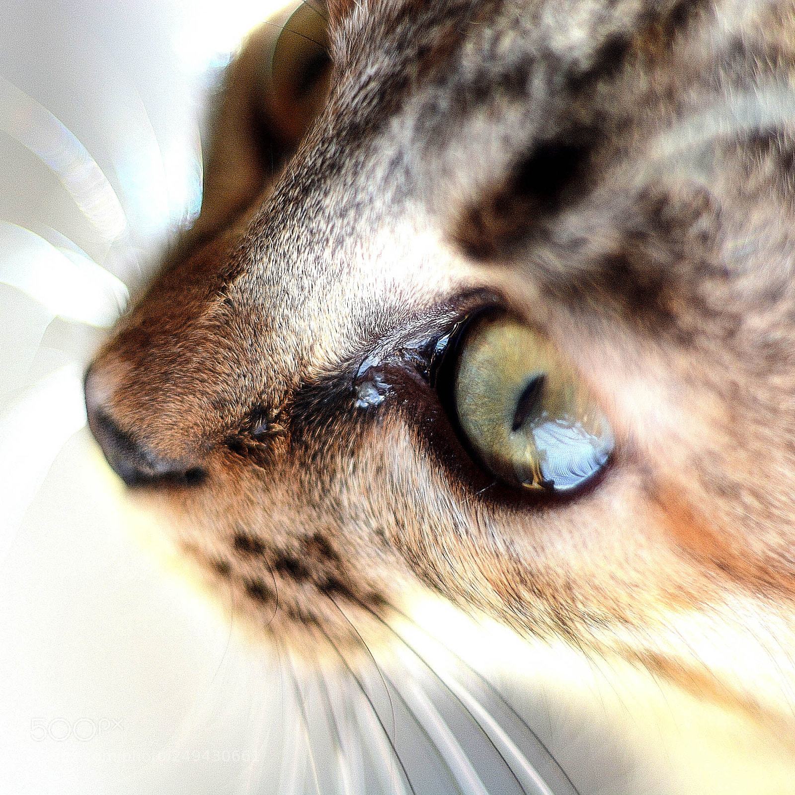 Nikon D7100 sample photo. * photography