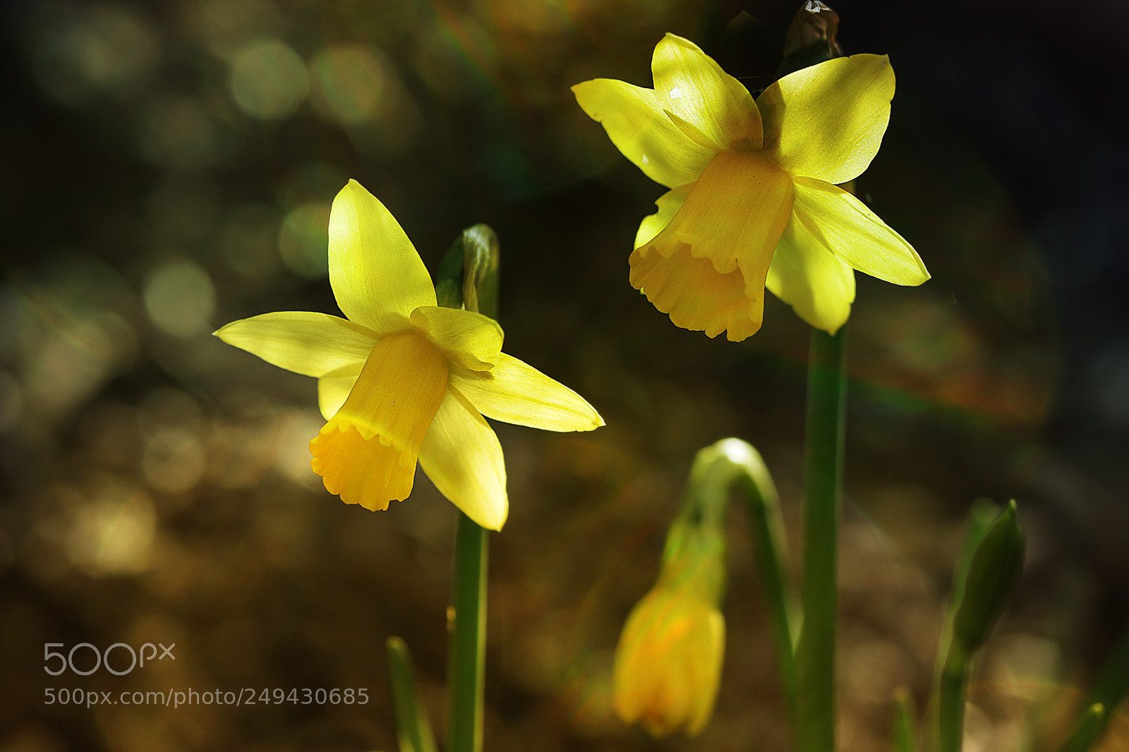 Sony Alpha NEX-7 sample photo. Daffodils photography