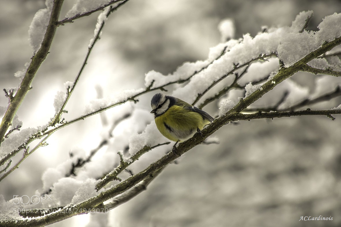 Canon EOS 5D Mark IV sample photo. Mésange des neiges photography